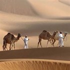 Верблюд: новая дойная корова Верблюд: новая дойная корова