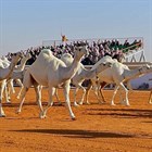 Звериная красота: на конкурсе «Miss Camel» в Саудовской Аравии верблюды (дромедар) соревновались за призовой фонд в размере 31 миллион долларов! Звериная красота: на конкурсе «Miss Camel» в Саудовской Аравии верблюды (дромедар) соревновались за призовой фонд в размере 31 миллион долларов!