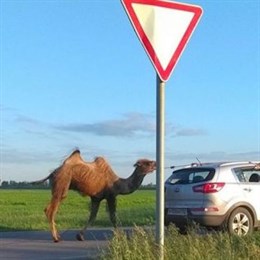 Свободолюбивый верблюд сбежал с фермы и разгуливал по алтайскому городу