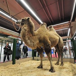 В рамках выставки "Золотая осень" на ВДНХ покажут верблюда-гиганта В рамках выставки "Золотая осень" на ВДНХ покажут верблюда-гиганта
