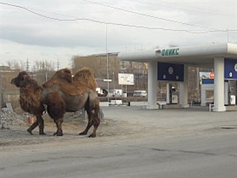На заправке в Сатке припарковали верблюда
